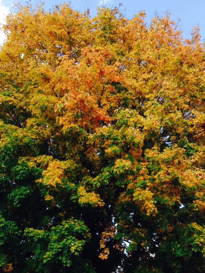 fall_tree